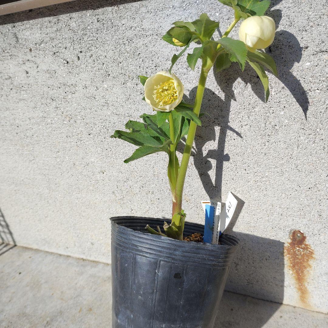 クリスマスローズ(毬姫セミ)専用となりました。 お買い得一点物咲き進み株】加藤農園 愛幸花丸姫 クリスマスローズ 毬