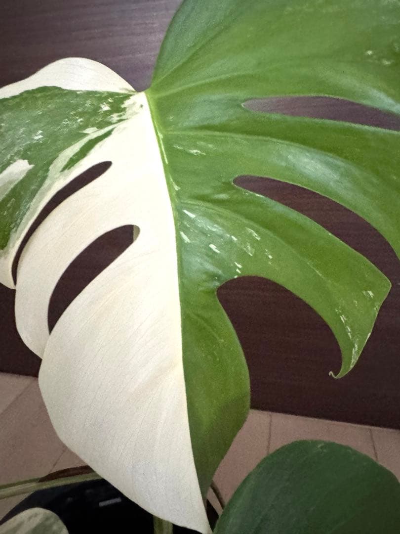 極上5葉付き美株！発根済み！モンステラ斑入り ホワイトタイガー
