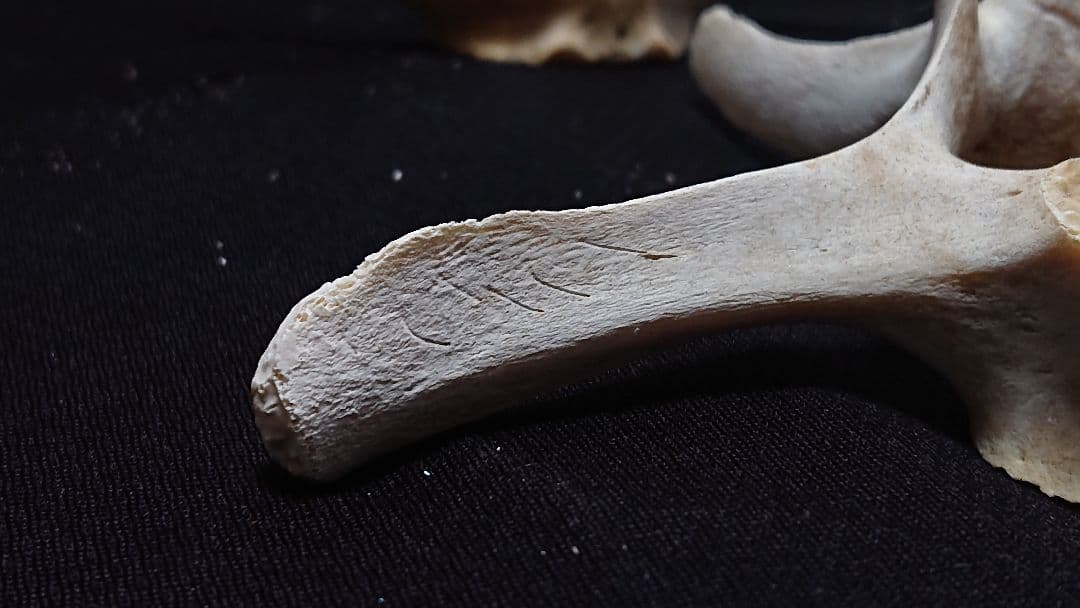 希少】イルカの骨セット_10 - メルカリ