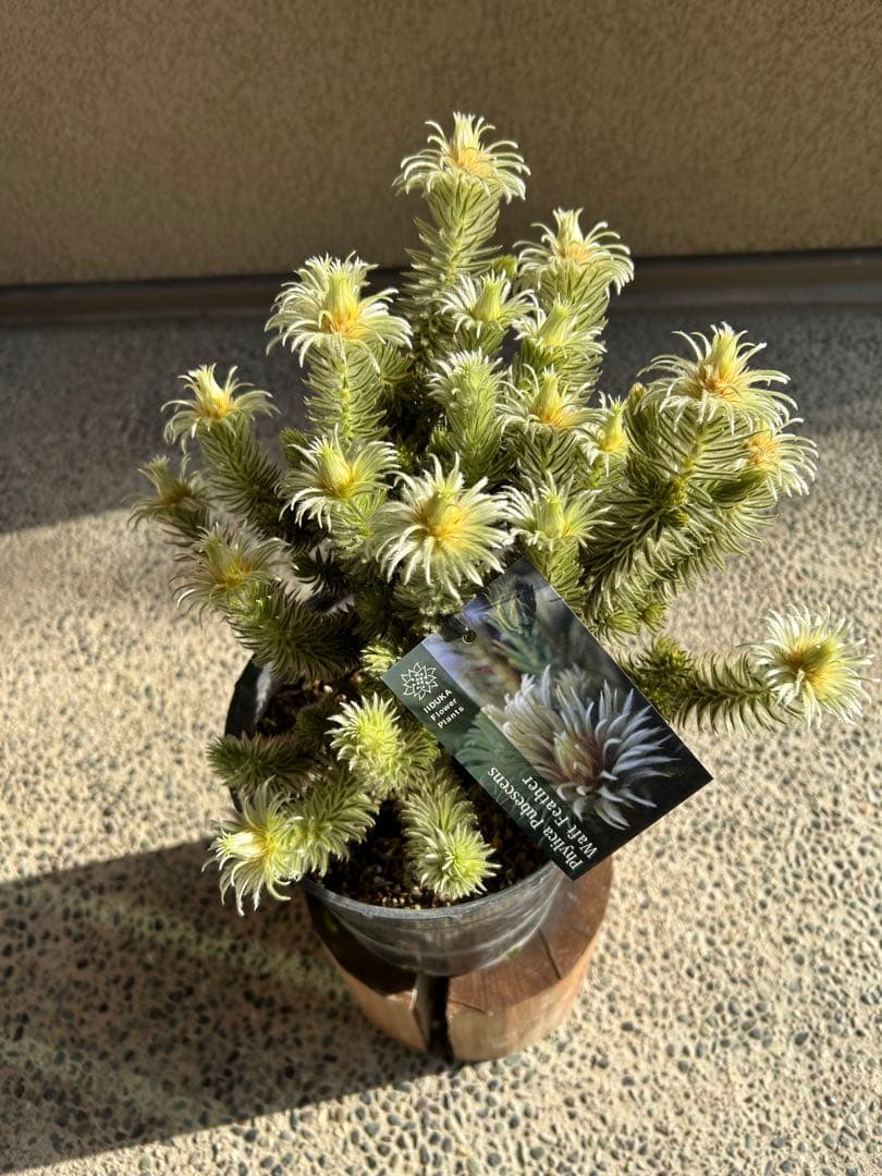 フィリカプベッセンスワフトフェザー7号② - メルカリ