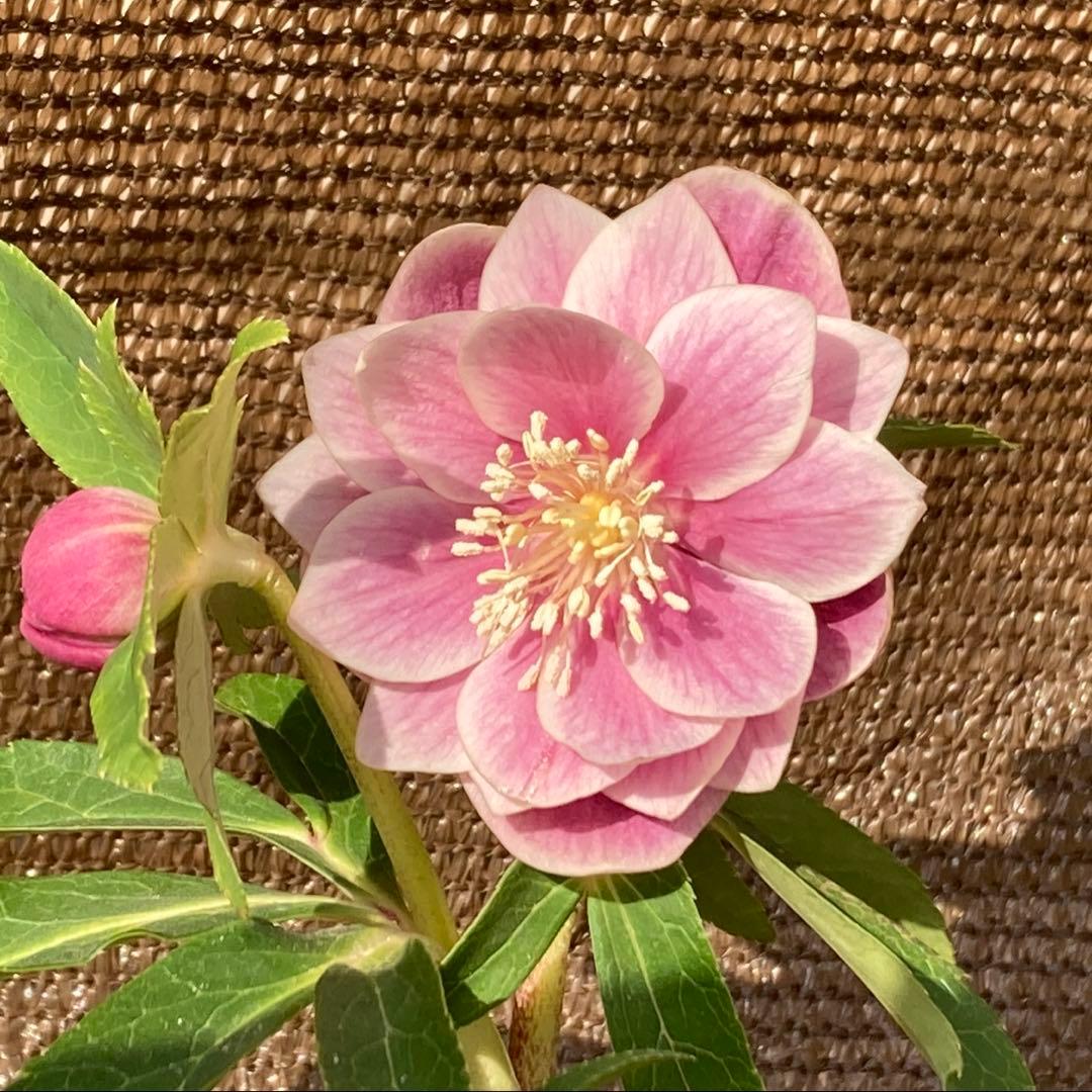 クリスマスローズ開花株 広瀬園芸 ピンクソレイユ - メルカリ