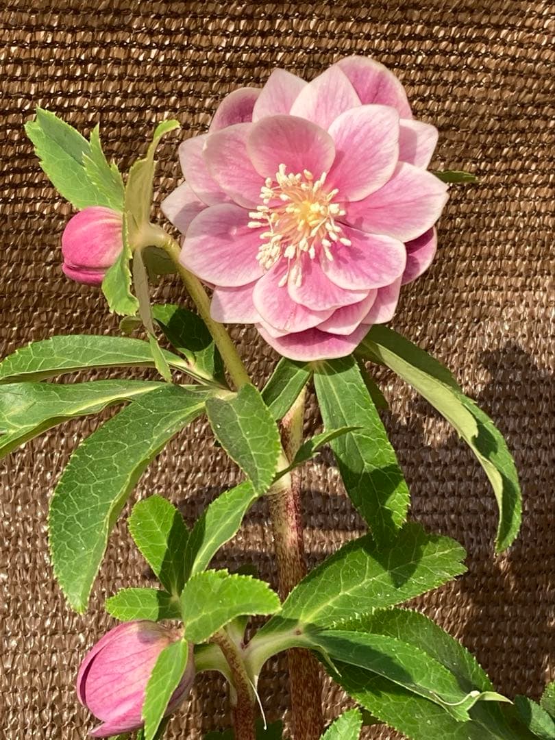 クリスマスローズ開花株 広瀬園芸 ピンクソレイユ - メルカリ