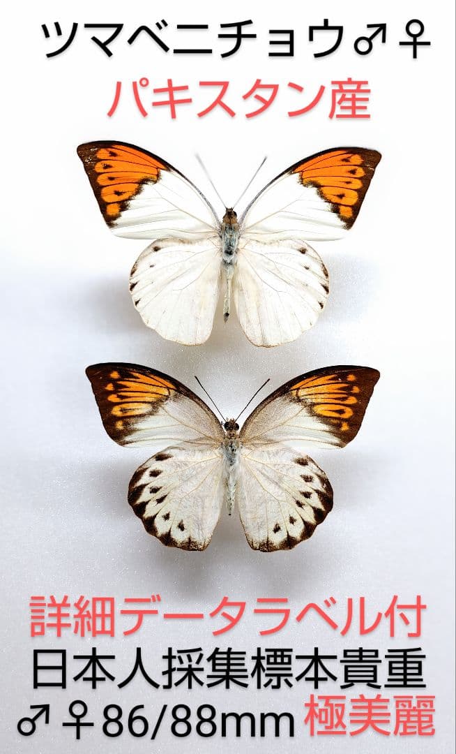 ツマベニチョウ♂♀標本★ パキスタン産★激レア産地貴重日本人採集標本美麗 ツマベニチョウ標本