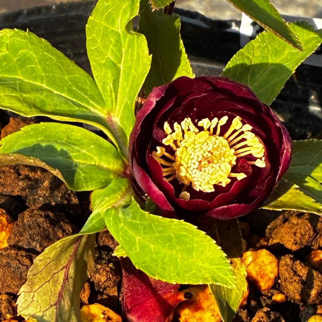 か*l様 3566☘️蕾花付き☘️⭐️コロコロ小輪⭐️紅赤オーレア⭐️コンパクト