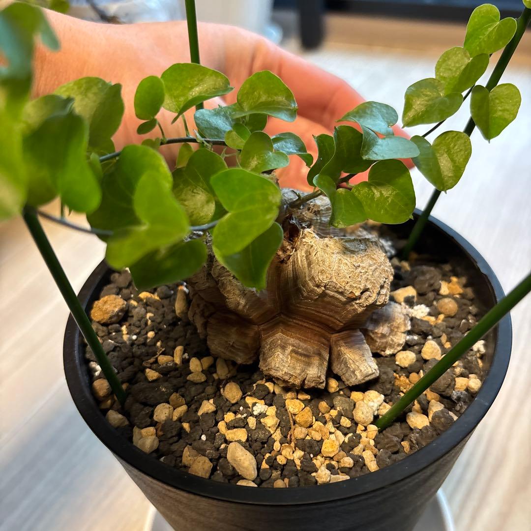 トーマス ギラウミニアナ種子 35粒 トーマス ギラウミニアナ種子 35粒