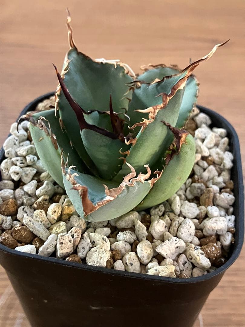 モ*ギ様 【初売りオークション】49 REZA産　長棘　アガベ　TARANTUL