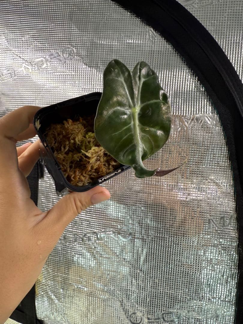 アロカシア ヴェノム Alocasia ´Venom´ 管理番号s7