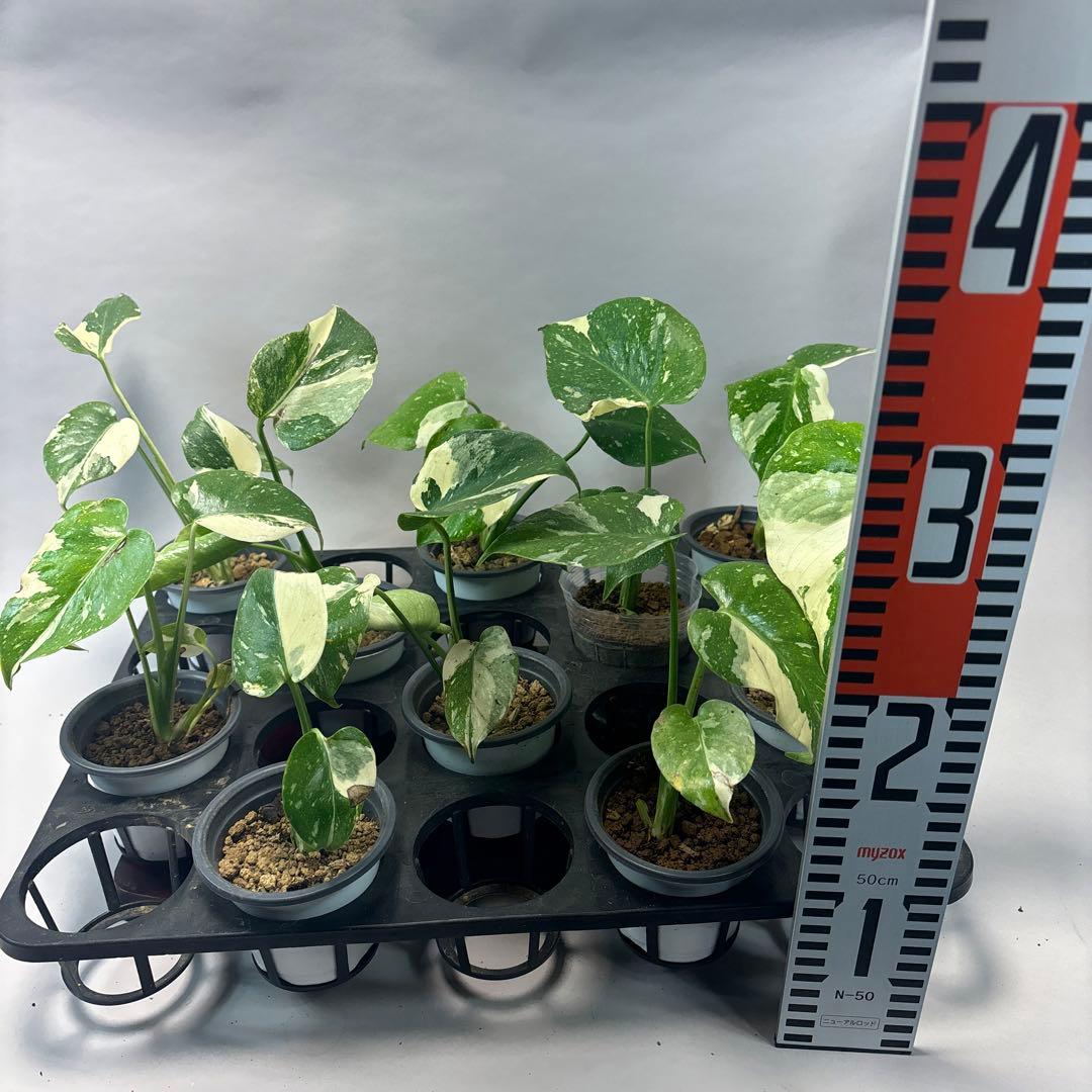 10株セット訳ありa16【特別選抜】モンステラ・タイコンステレーション