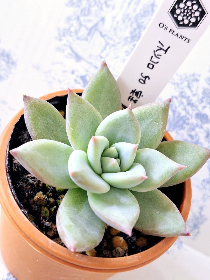 ホリコロ50実生オーズプランツさん苗札付きポットごとメルカリ便