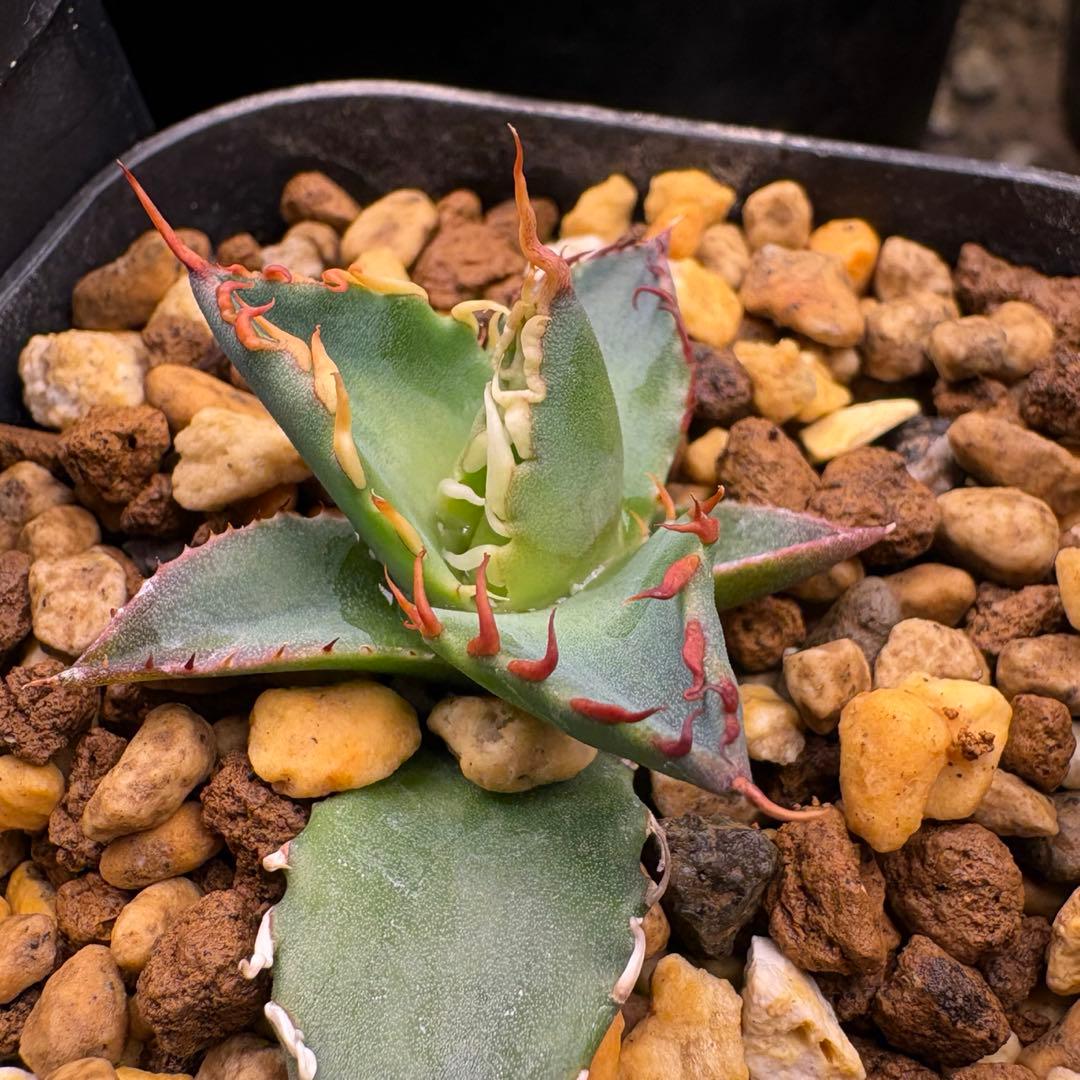 が*る様 エボリbb 胴切り　子株　発根済　エボリスピナ　ハイブリッド