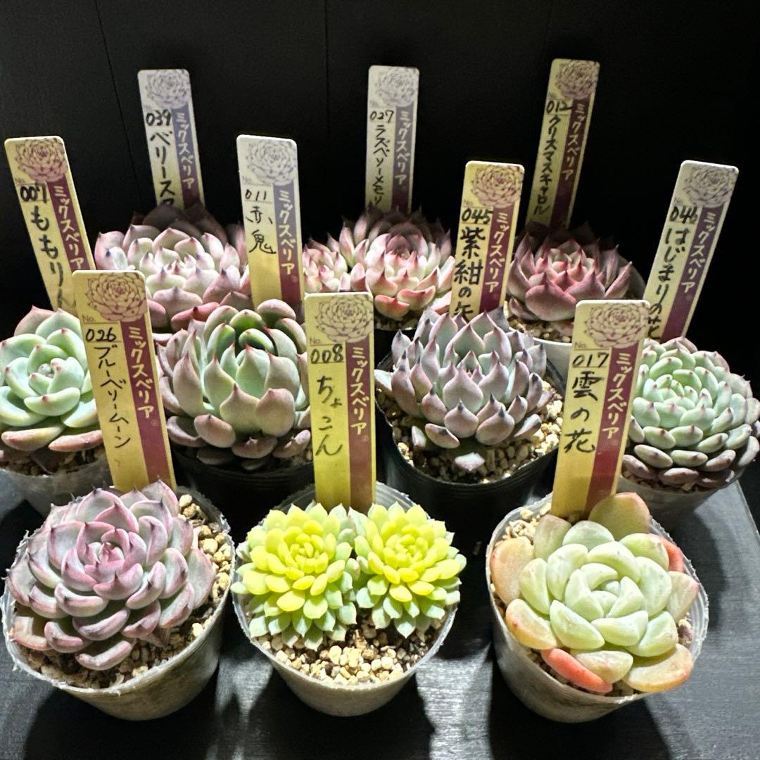 か*ん様 おらいさん苗10点セット　今回でラスト！　可愛い子ちゃんセット　札なし