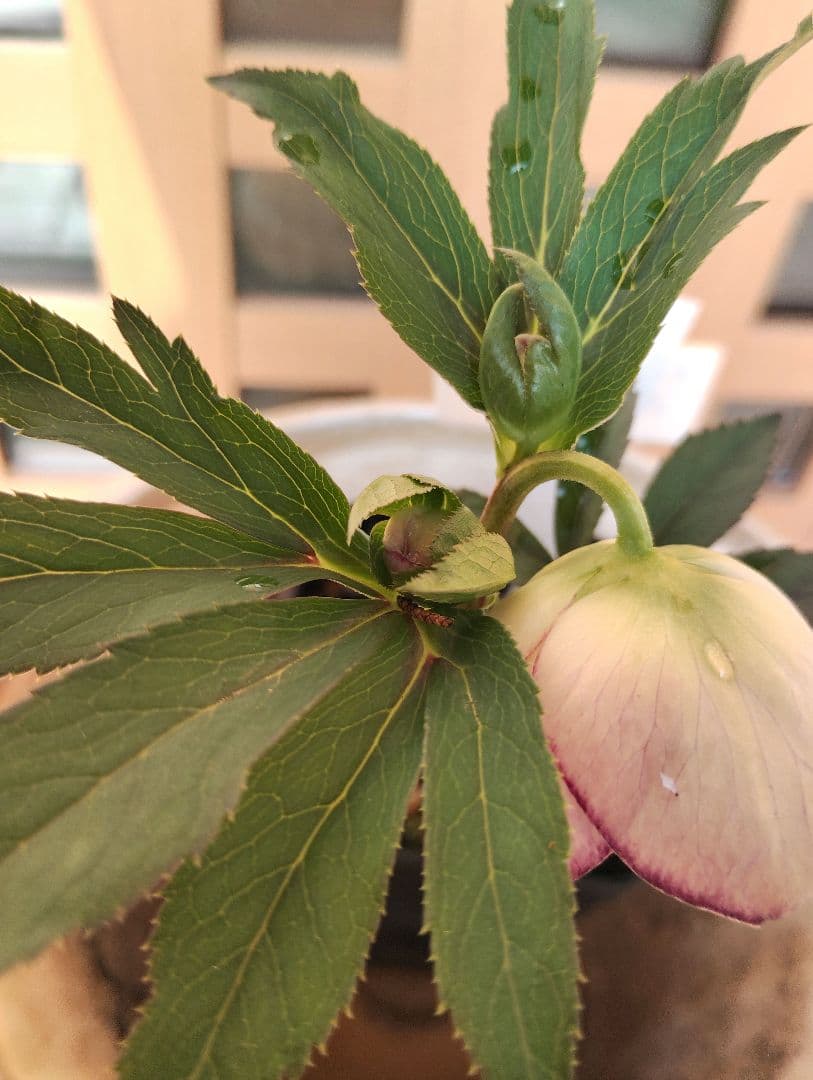 クリスマスローズ（セミ加藤農園） - メルカリ