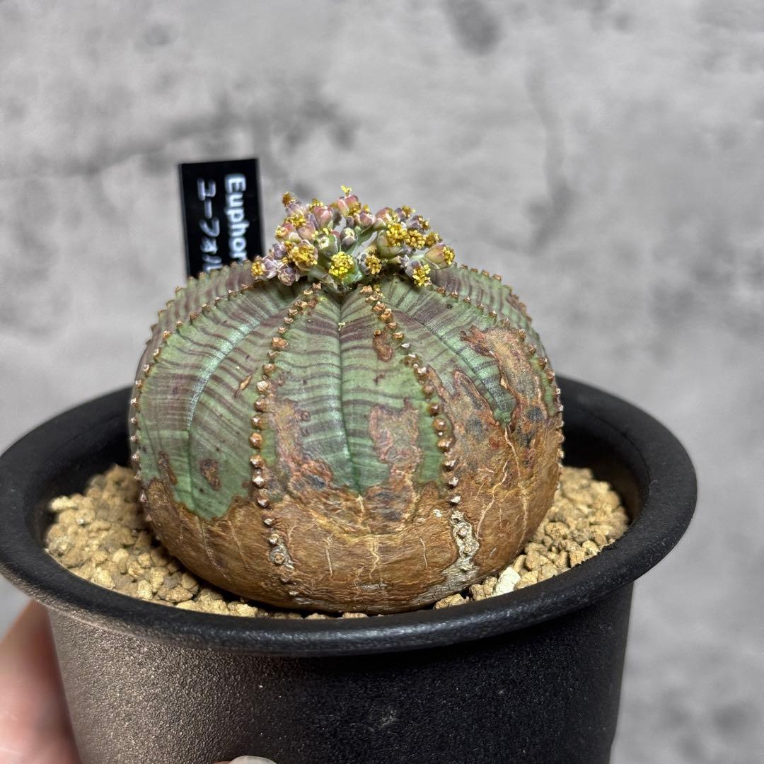 ユーフォルビア オベサ 木質化 - メルカリ