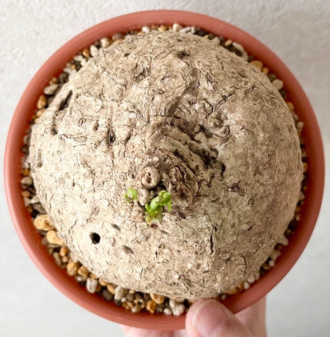 激レア/極美/大株/塊根植物】アデニア ペナンギアナ 鉢植え - メルカリ