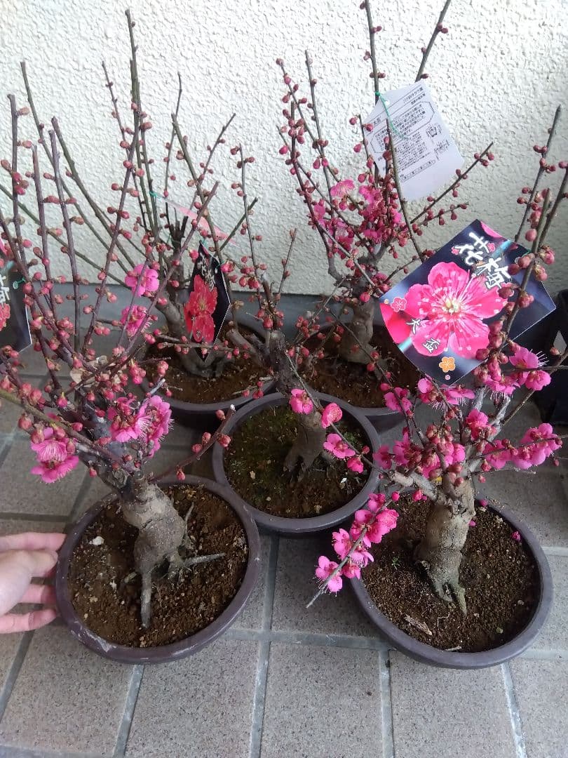 梅　盆栽　6号鉢つき　特価5鉢セット❗　あ 梅づくし 寄せ植え 5号の盆栽を販売｜盆栽妙 – 盆栽妙 本店