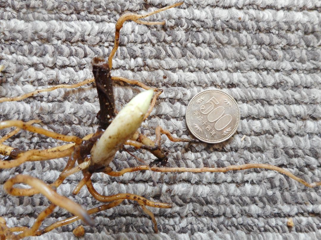 山野草（ラン科） 日本クマガイソウ 2花芽株 - メルカリ