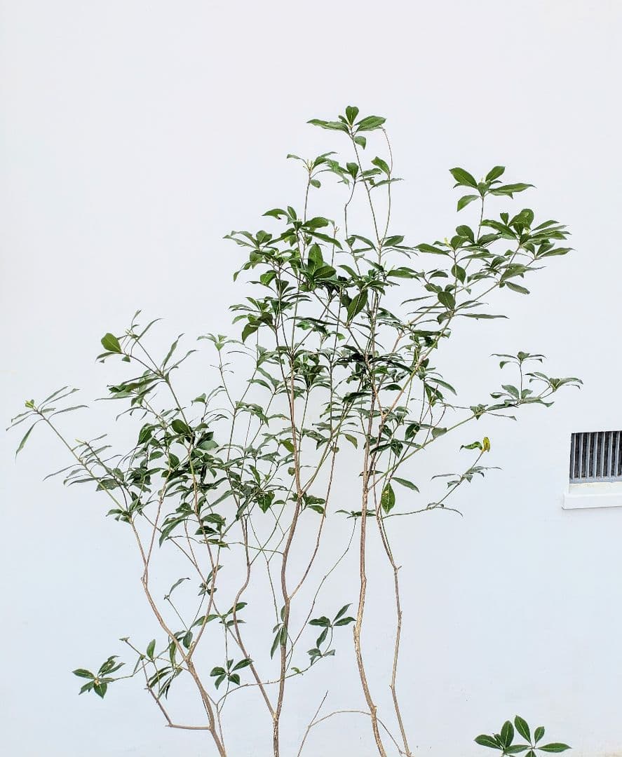 優良。山採りアセビ。