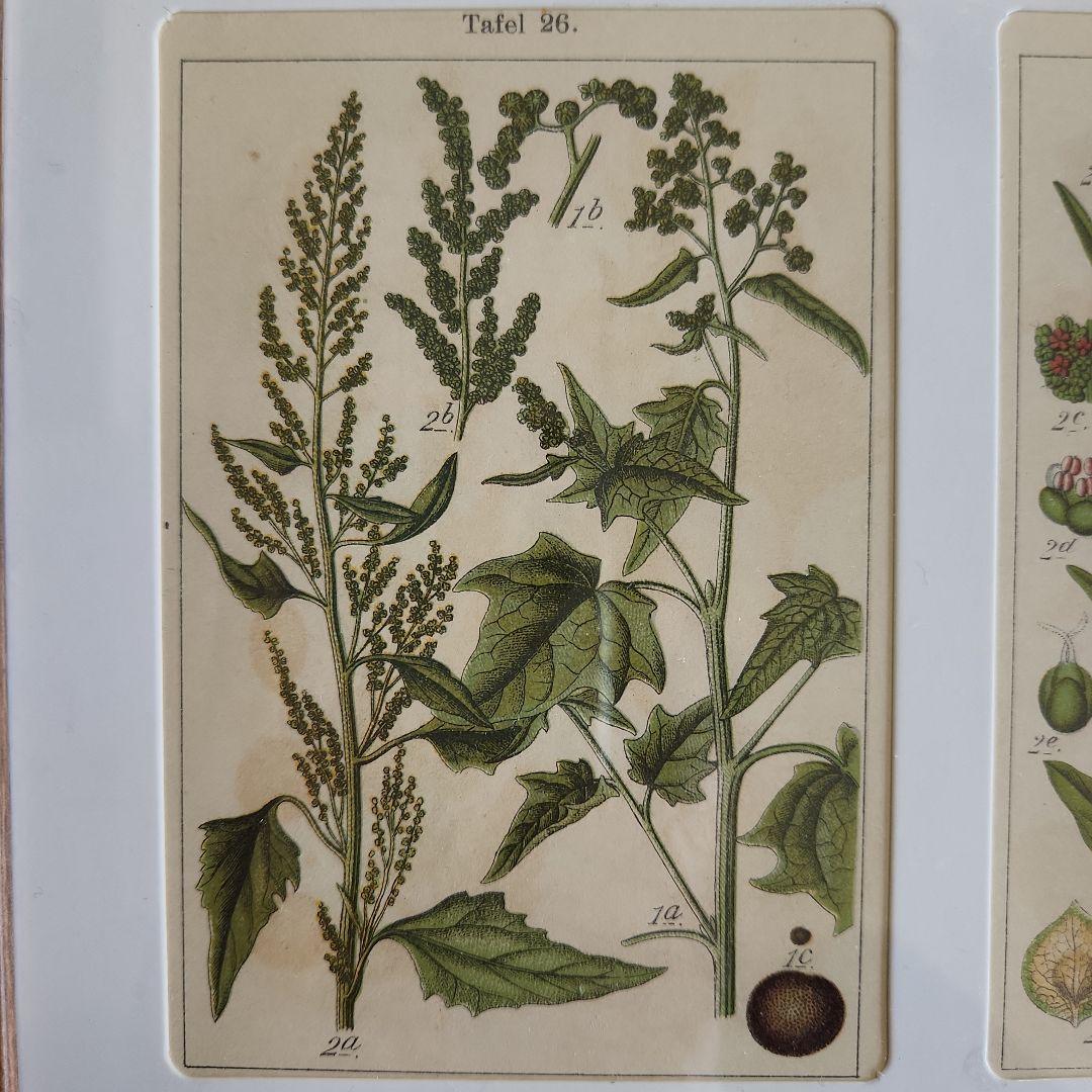 ボタニカルアート 植物図鑑 リトグラフ アンティーク 植物画 絵画