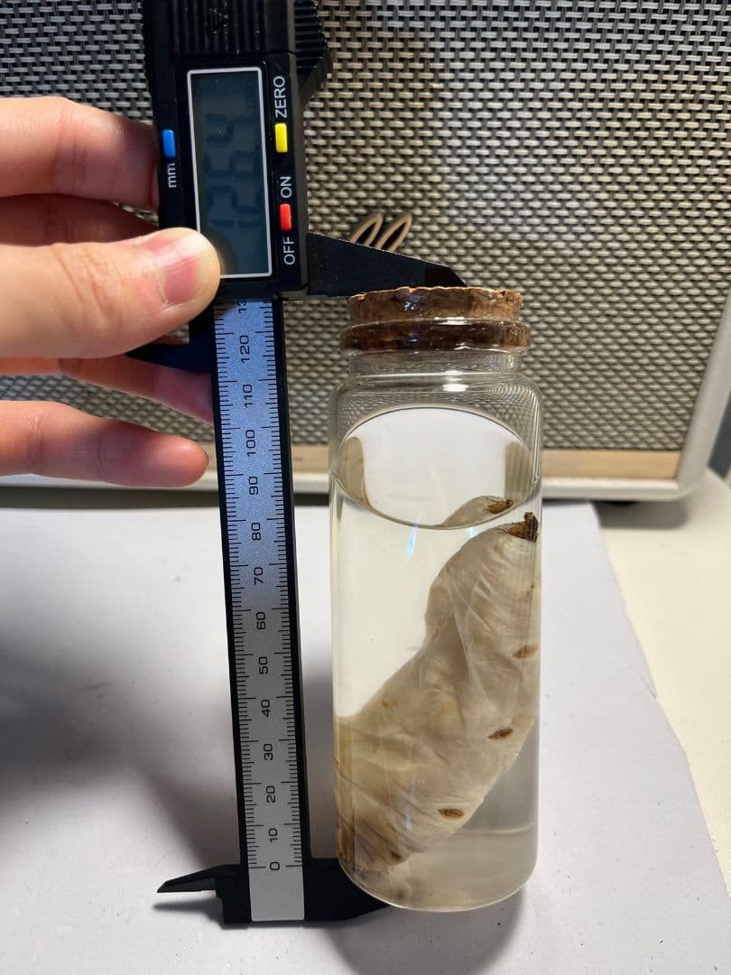 【液浸珍々】シロアリの女王標本 超巨大 液浸標本 昆虫標本 パラポネラ