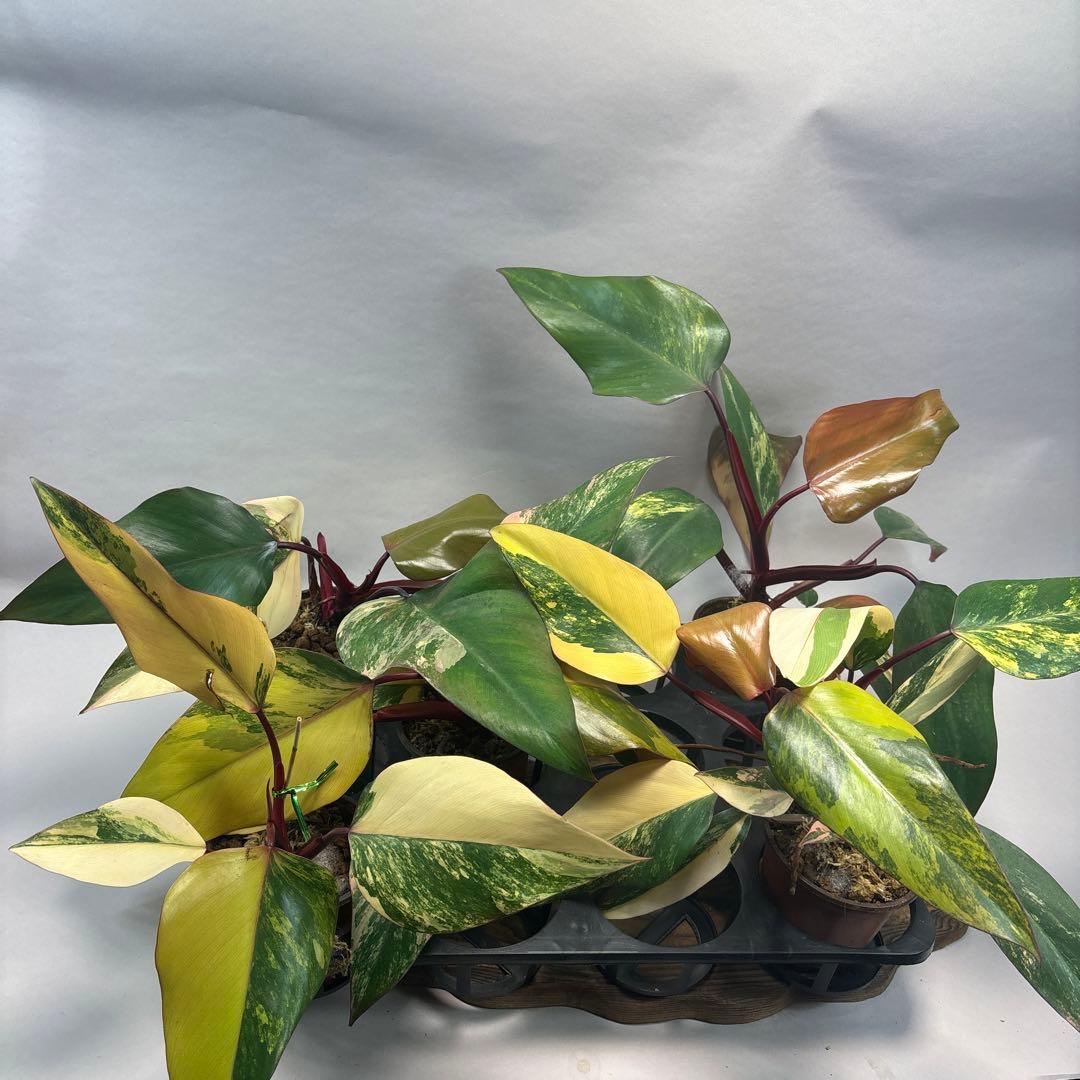 す*る様 ５株セットms83フィロデンドロン ストロベリー シェイク 園芸ネット本店｜フィロデンドロン：ストロベリーシェイク 5号25-02 の