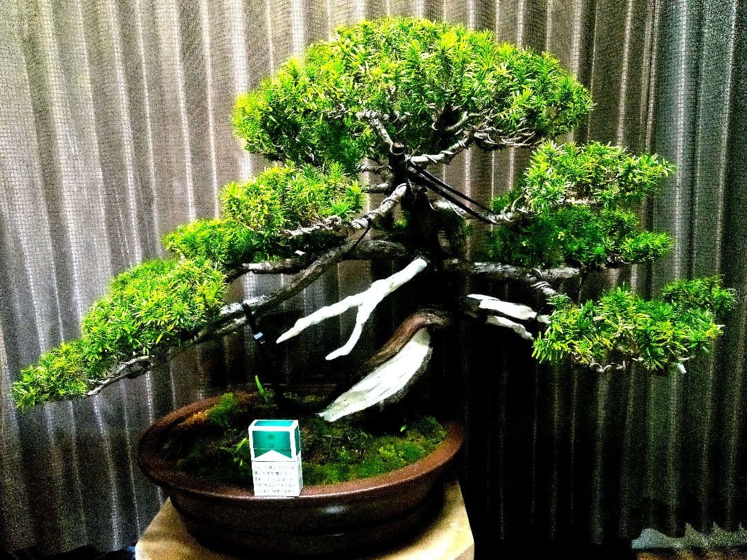 大型 一位盆栽】真柏 ⭕ド迫力❗希少価値品‼️ - メルカリ