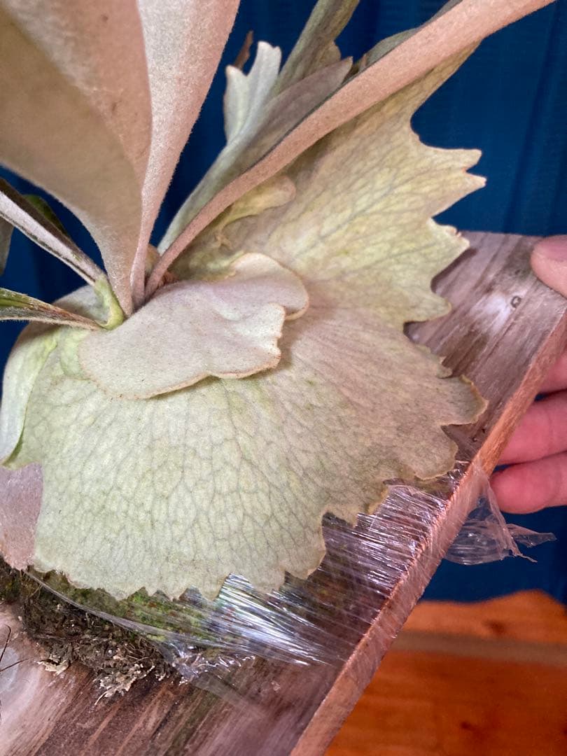 ビカクシダveitchii Auburn river ARS( mvs) - メルカリ