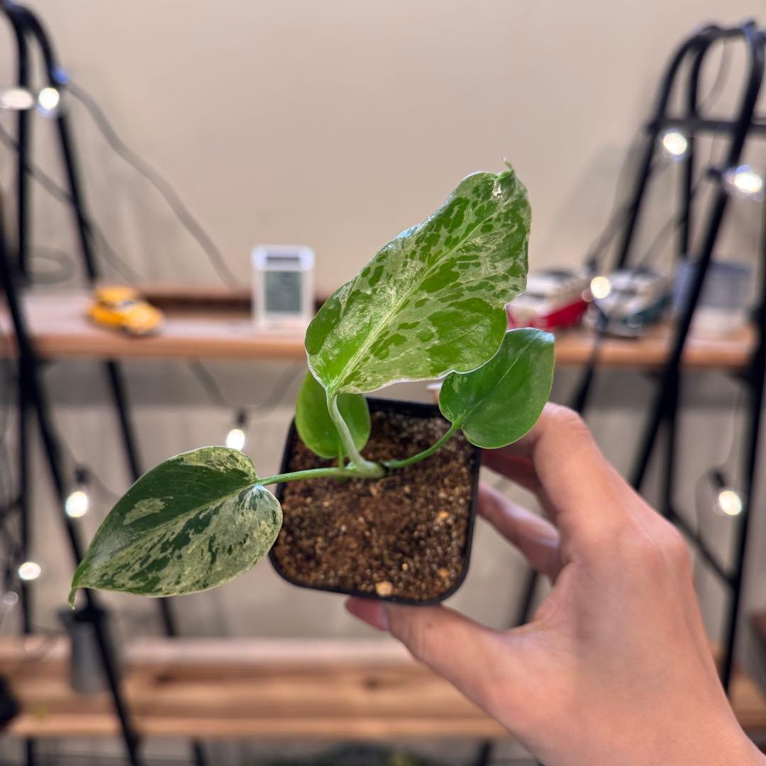 マ*ン様 45 モンステラ　デリシオーサ　バルバソー　斑入り　希少モンステラ　T 45 モンステラ デリシオーサ バルバソー 斑入り 希少モンステラ TC順化