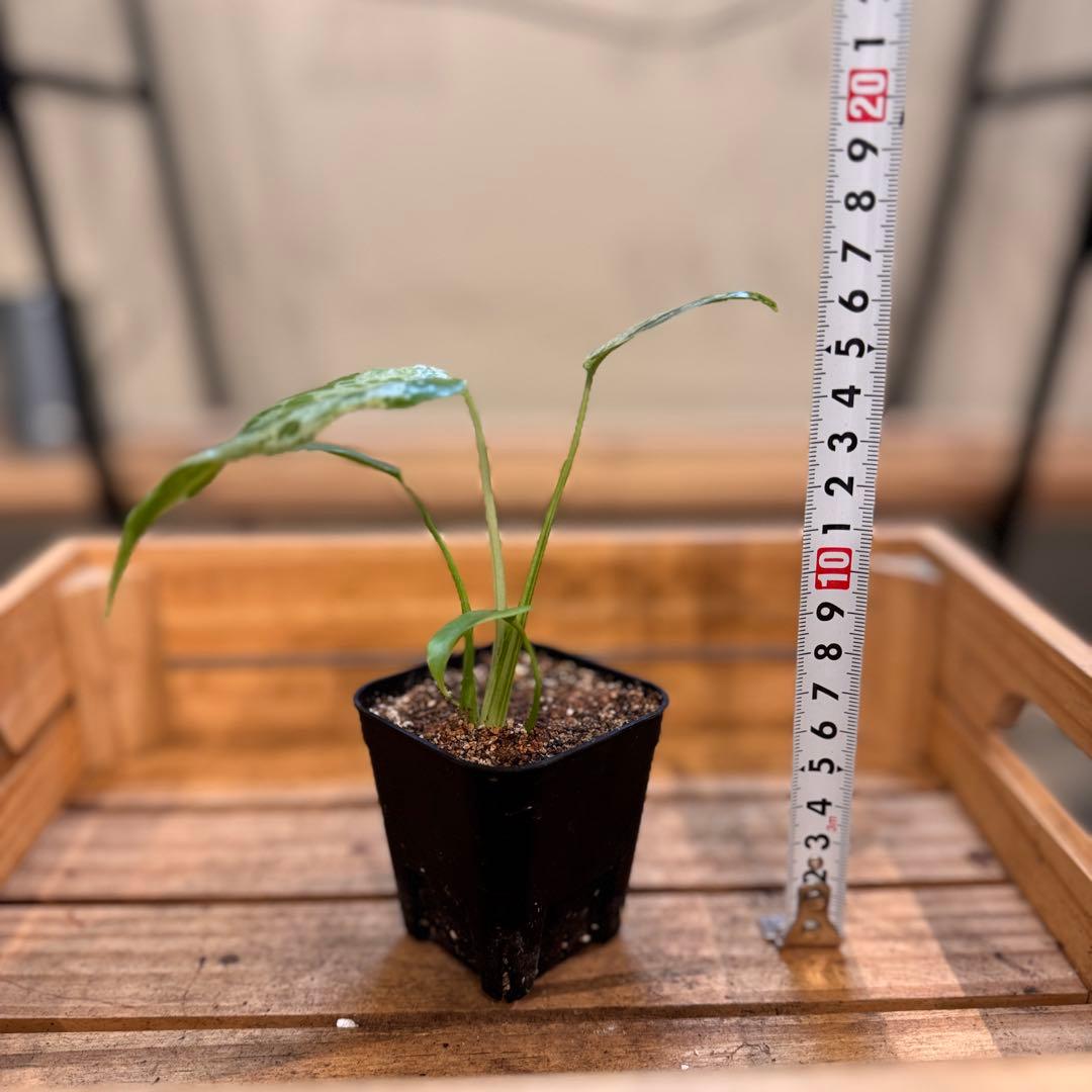 45 モンステラ デリシオーサ バルバソー 斑入り 希少モンステラ TC順化