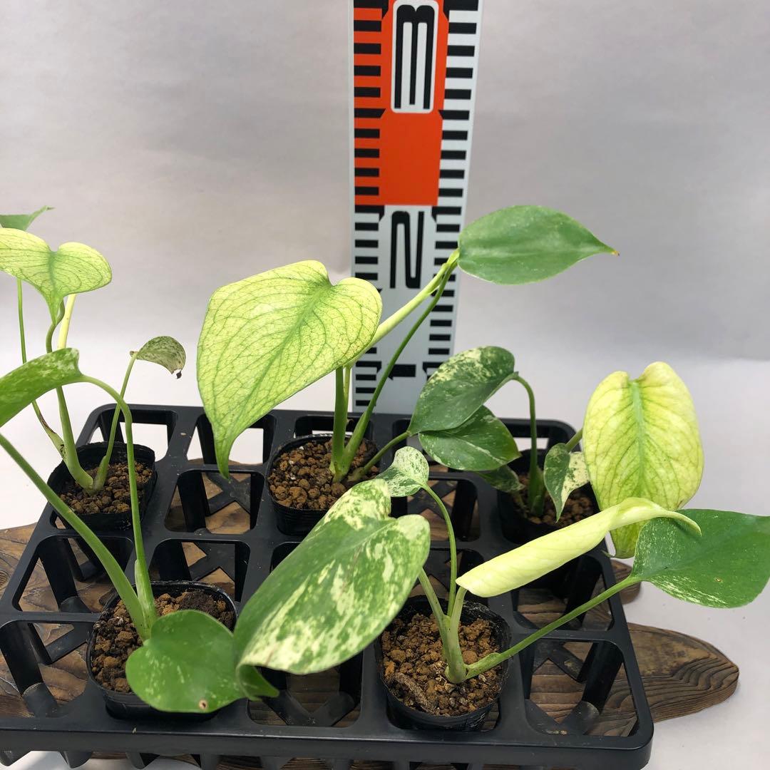 MS109 白怪兽 ホワイトモンスター 天津蘭 モンステラ斑入り