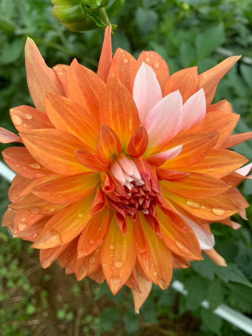 様 59山野草 カタクリソウ白花系1球