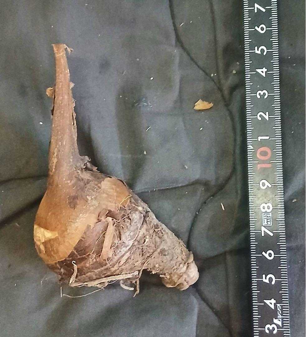 原種 世界最大 アロカシア ロブスタ サトイモ科 アロイド パルダリウム