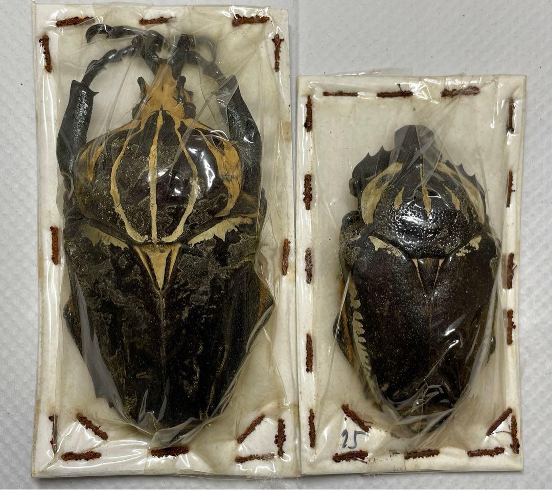 コンゴ産 ゴライアスオオツノハナムグリ 大型ペア - メルカリ