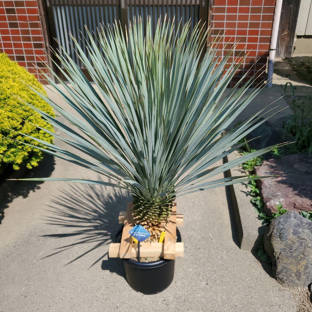 ユッカ ロストラータ ブルーサンダー① - メルカリ