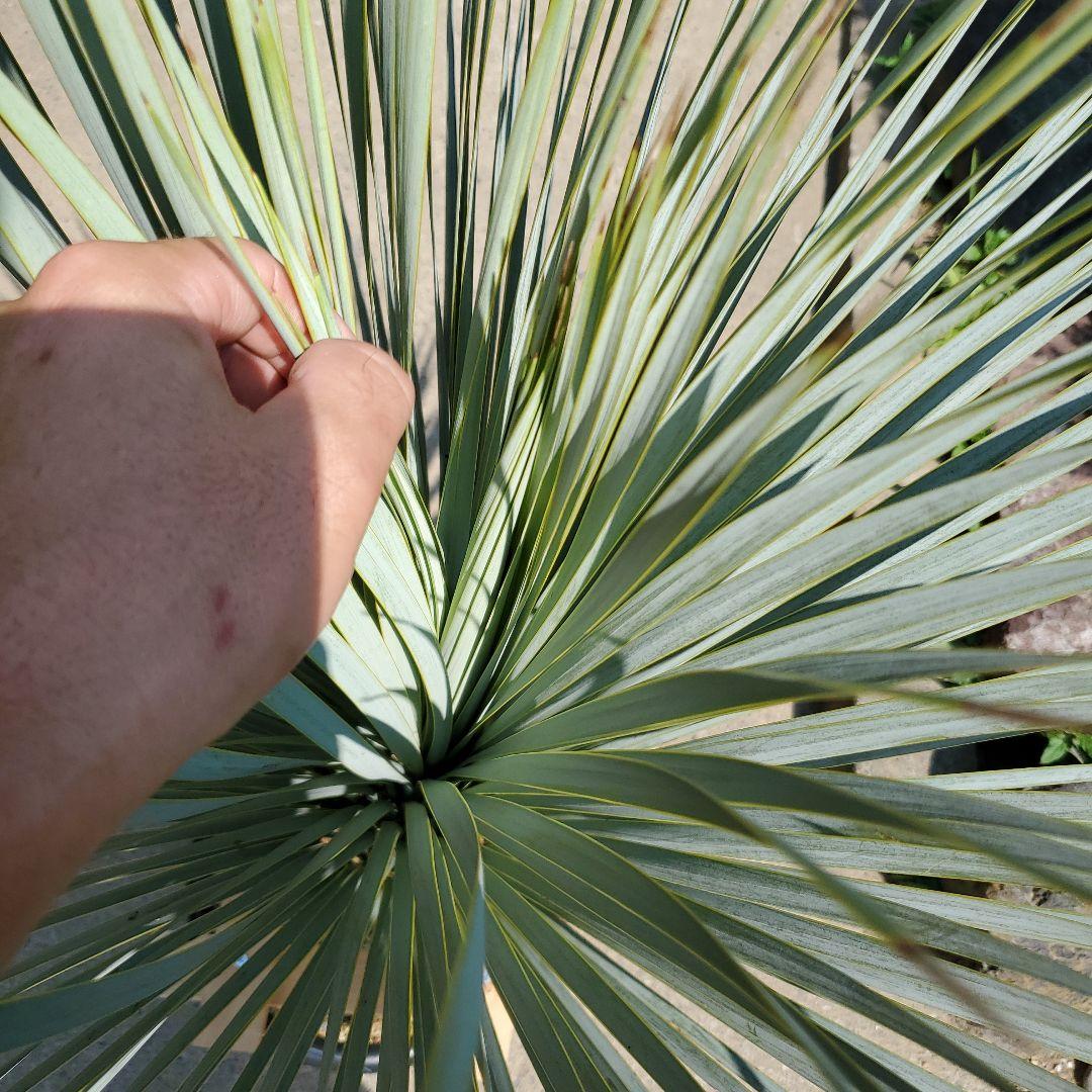 ユッカ ロストラータ ブルーサンダー① - メルカリ