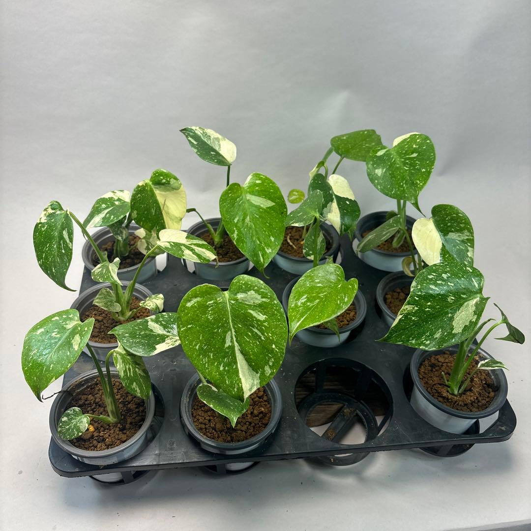 ぷ*慎様 10株セットms35【特別選抜】モンステラ・タイコンステレーション 斑 選抜株/2号サイズ】モンステラ・デリシオーサ 'タイコンステレーション