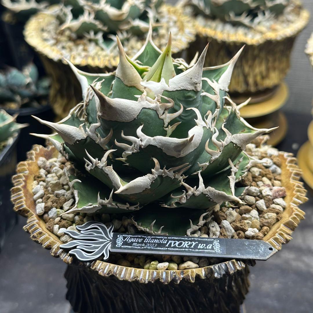 アガベ チタノタ IVORY w.a 子株 - メルカリ