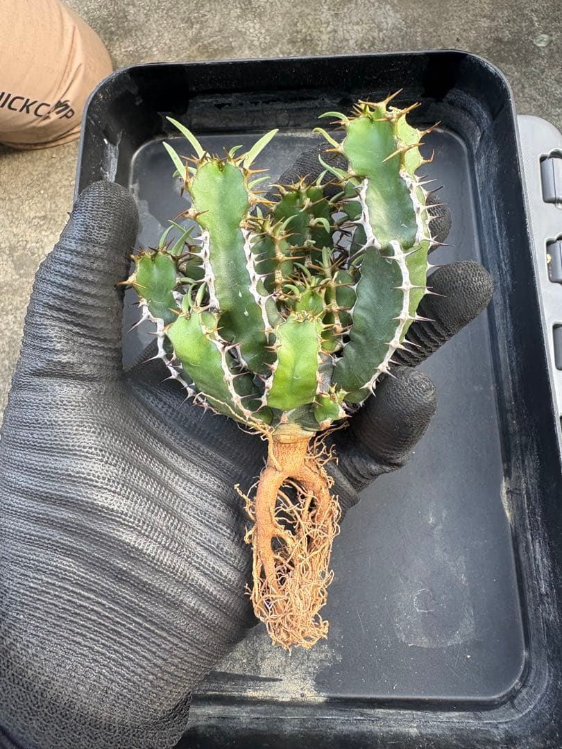 スキンダプサス レア セット H2