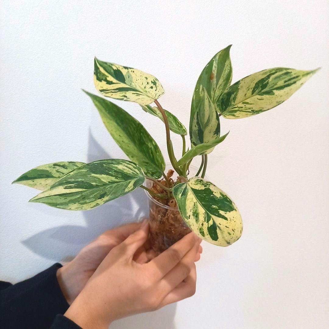 超希少 フィロデンドロン・エメラルドクイーン斑入 - メルカリ