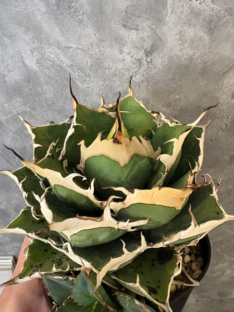 アガベ オアハカ 青葉オテロイ（現地実生）子株