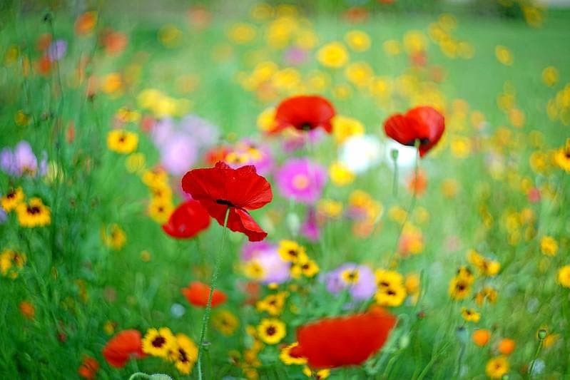 47【限定品】Art Photo Group 限定 未使用品 ヘリオス44-2 - メルカリ