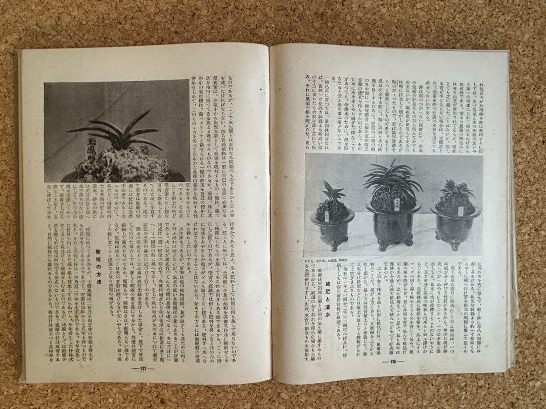 東洋蘭と西洋蘭 実際園芸叢書 第十四編 - メルカリ