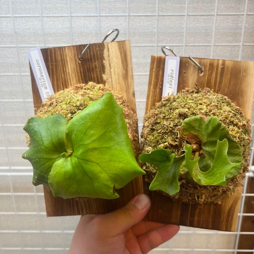 ビカクシダ リドレイ＆コロナリウムシン 板付け株セット - メルカリ