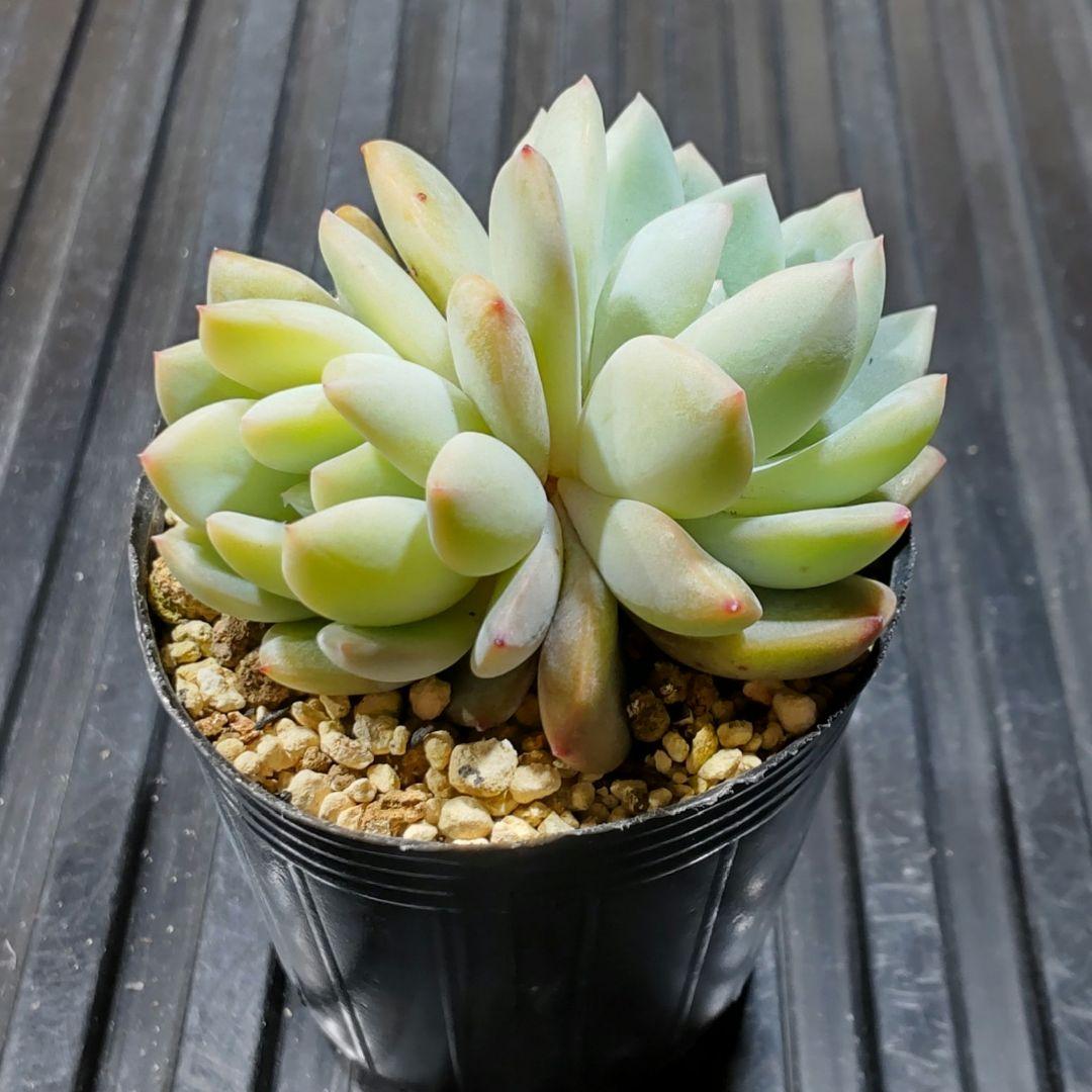 ラウリンゼ 834 エケベリア 多肉植物 抜き苗 - メルカリ