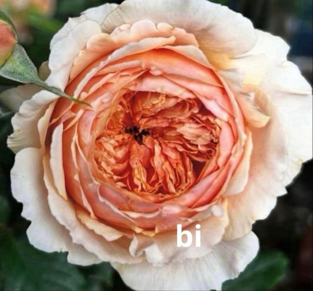 バラ苗 バラ挿し木苗 まそら - メルカリ