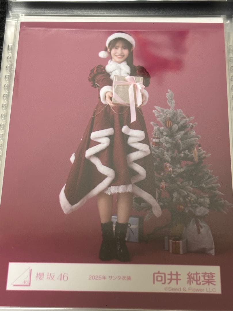 櫻坂46 生写真 向井純葉 2025年サンタ衣装 ヒキ - メルカリ