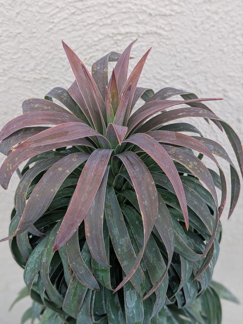 【現品・鉢まま出荷】超かっこいい　ユッカ　デスメティアーナ