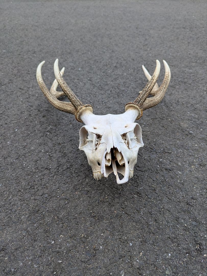 九州鹿 スカルトロフィーの通販はau PAY マーケット - 輸入雑貨の