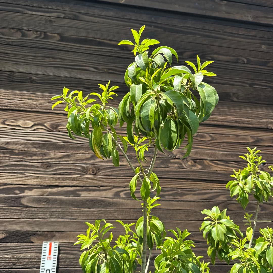 ソヨゴ/（メス）株立ち【現品発送】管理70312