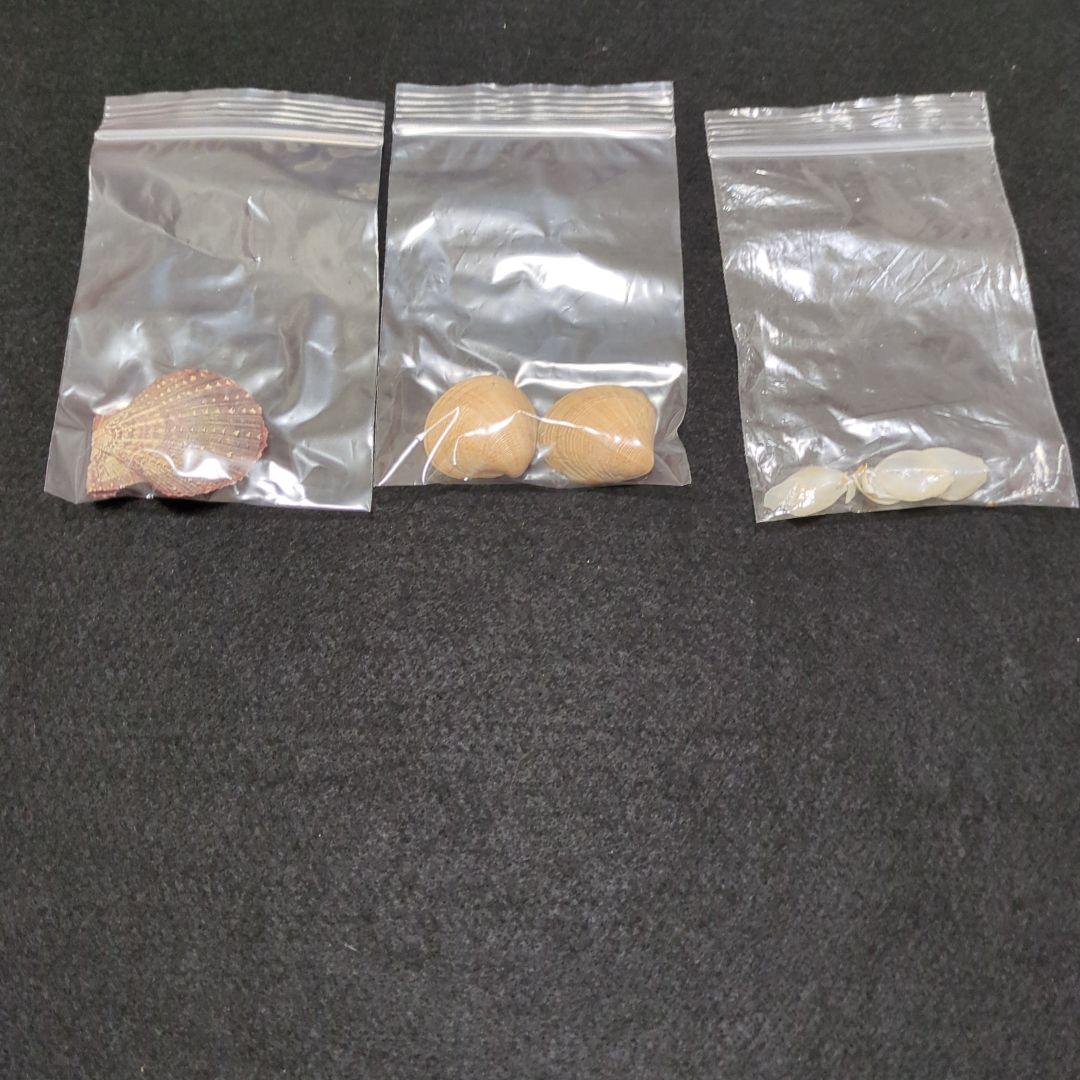 下*田様 貝殻 まとめ売り （タカラ貝等々…） 標本 - メルカリ