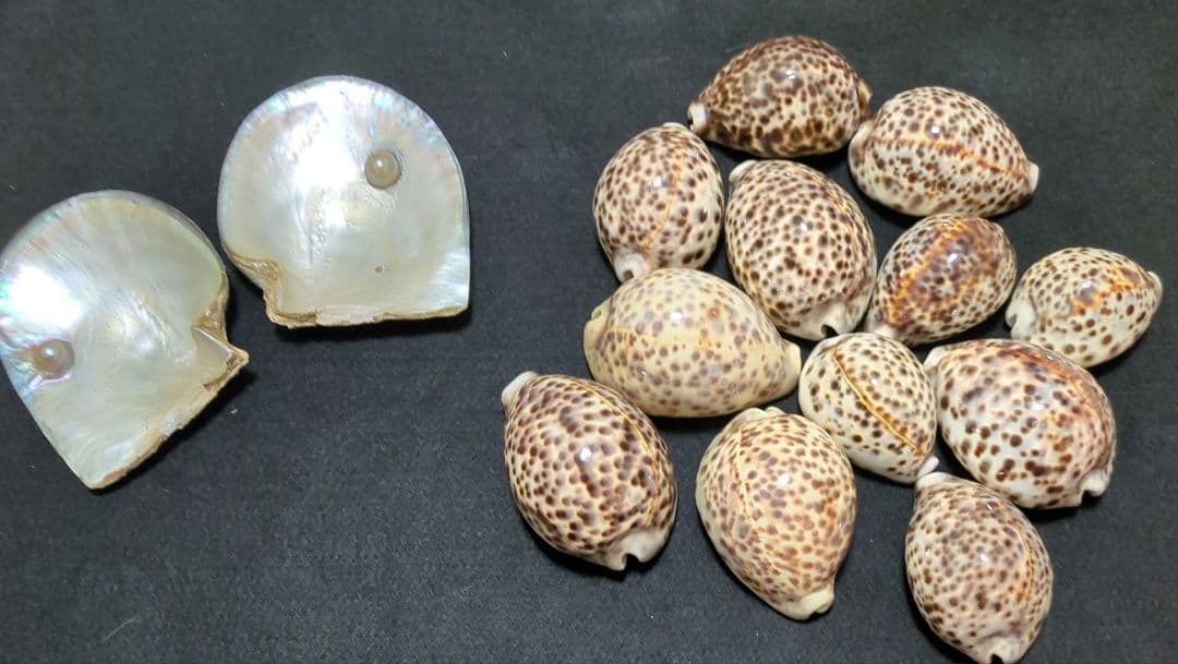 下*田様 貝殻 まとめ売り （タカラ貝等々…） 標本 - メルカリ